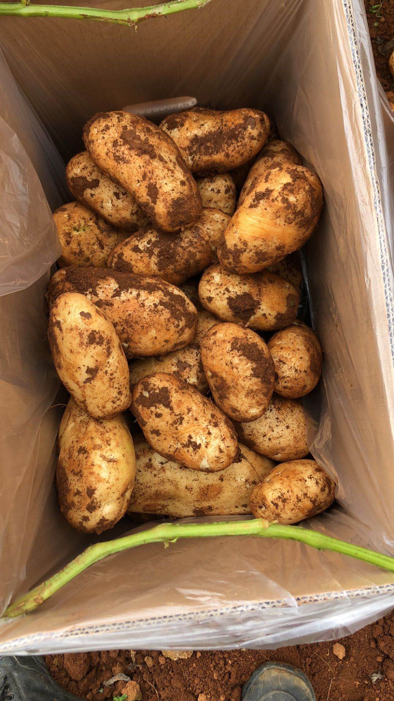 土豆，云南洋芋物美廉价全国各地都可发货欢迎订购