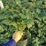 香妃香茶烈香茶花盆栽永福基地直销一手货源长期供应货源充足