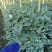 香妃香茶烈香茶花盆栽永福基地直销一手货源长期供应货源充足