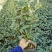 香妃香茶烈香茶花盆栽永福基地直销一手货源长期供应货源充足