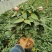 香妃香茶烈香茶花盆栽永福基地直销一手货源长期供应货源充足