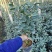 香妃香茶烈香茶花盆栽永福基地直销一手货源长期供应货源充足