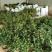 香妃香茶烈香茶花盆栽永福基地直销一手货源长期供应货源充足