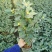 香妃香茶烈香茶花盆栽永福基地直销一手货源长期供应货源充足