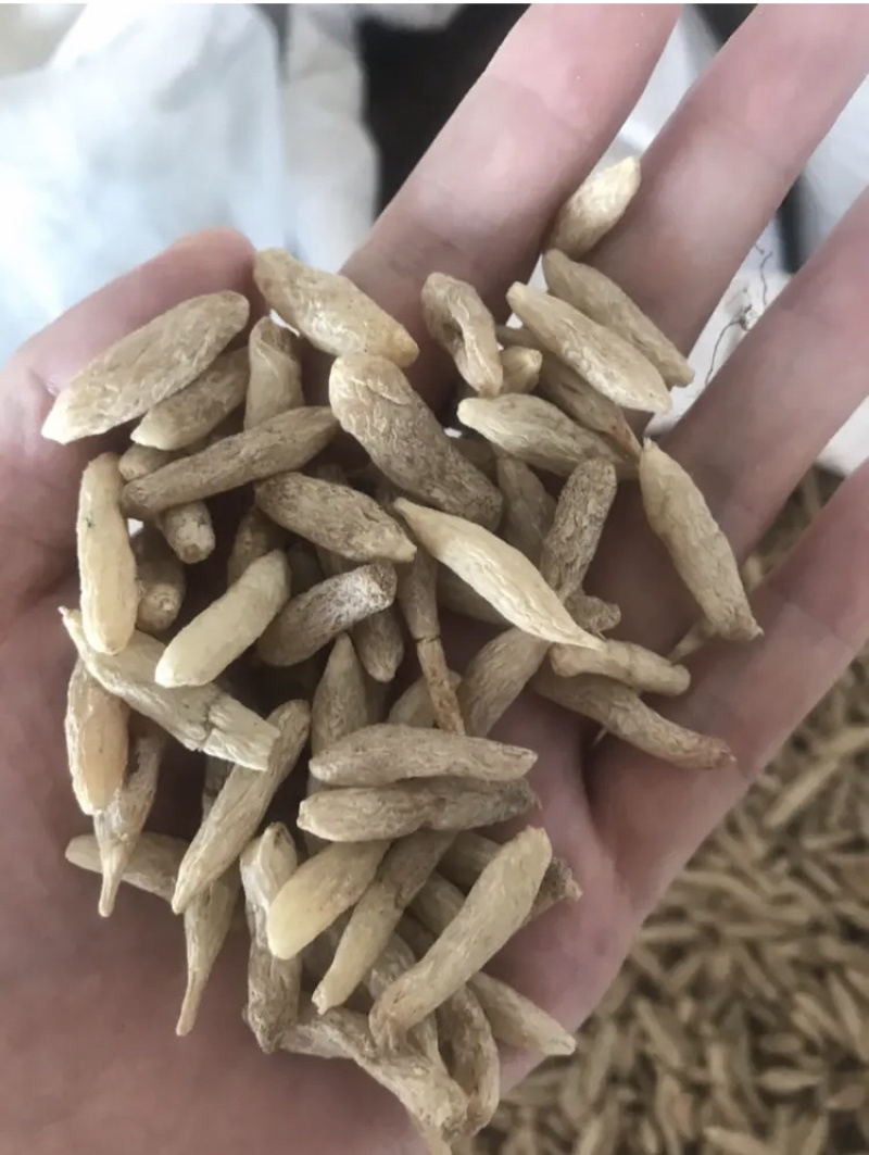 麦冬干麦冬麦门冬保庆药业中药材麦冬实物拍摄