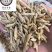 麦冬干麦冬麦门冬保庆药业中药材麦冬实物拍摄