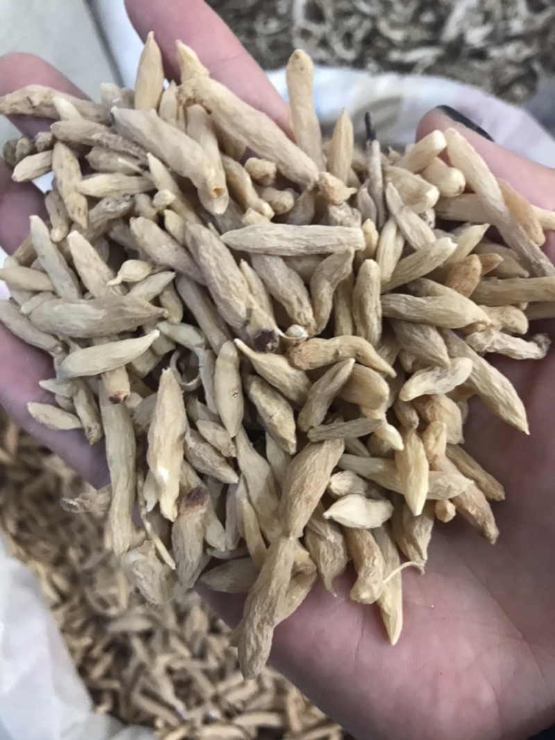 麦冬干麦冬麦门冬保庆药业中药材麦冬实物拍摄