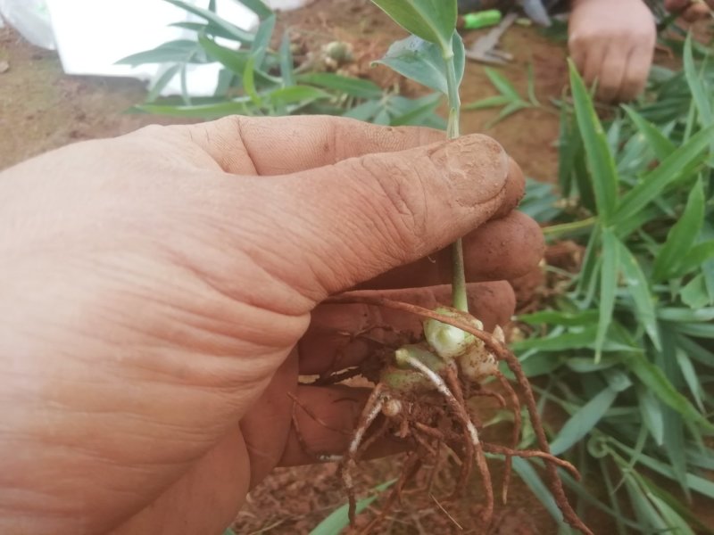 大量低价出售黄精种苗（药典高产），基地一手货源，全国发货