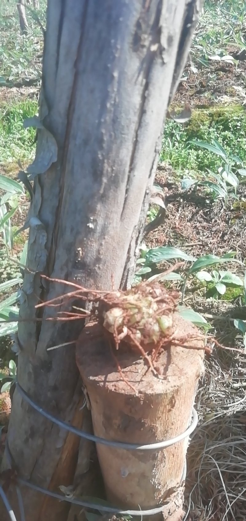 大量低价出售黄精种苗（药典高产），基地一手货源，全国发货