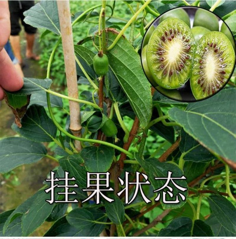 猕猴桃苗绿心红心软枣猕猴桃金艳猕猴桃海沃德绿心猕猴桃盆栽