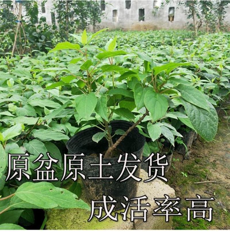猕猴桃苗绿心红心软枣猕猴桃金艳猕猴桃海沃德绿心猕猴桃盆栽