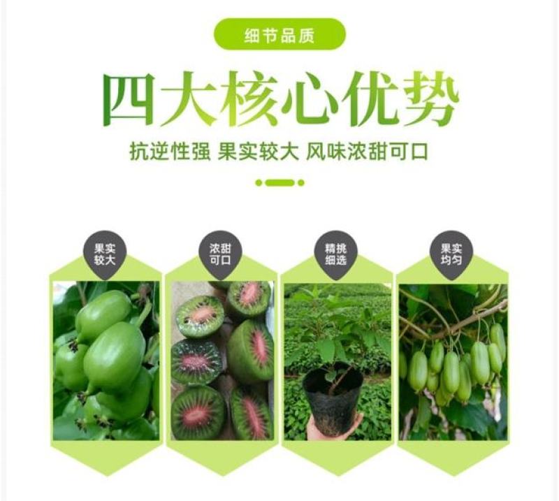 软枣猕猴桃苗红美红心猕猴桃海沃德绿心猕猴桃