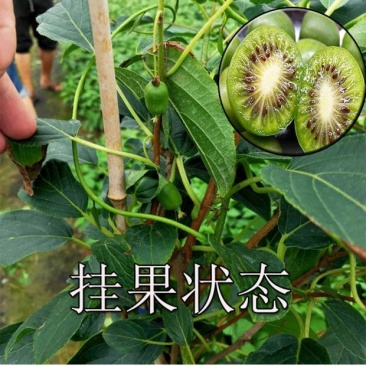 软枣猕猴桃苗红美红心猕猴桃海沃德绿心猕猴桃