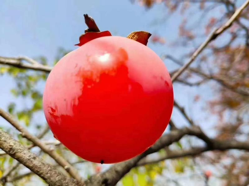 陕西“”临徸三宝”火晶柿子