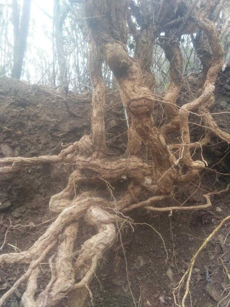 枸杞盆栽大小老桩生熟桩量大可以长年供货