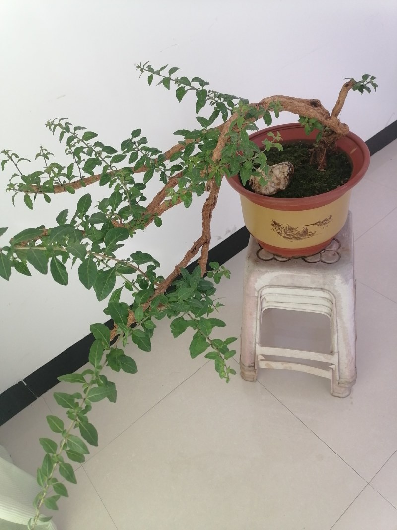 枸杞盆栽大小老桩生熟桩量大可以长年供货