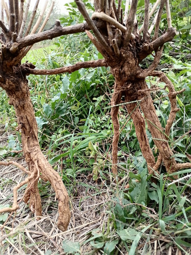 枸杞盆栽大小老桩生熟桩量大可以长年供货