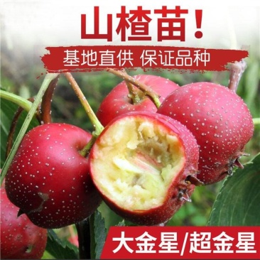 山楂树苗嫁接苗棉球大五愣大金星甜红子甜包纯正包结果