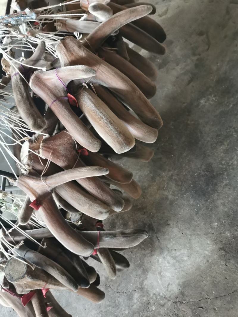 鹿茸半蜡片最顶足干可以泡水煲汤炖菜大量现货批发