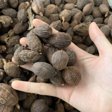 香料大全，调理卤味云南草果