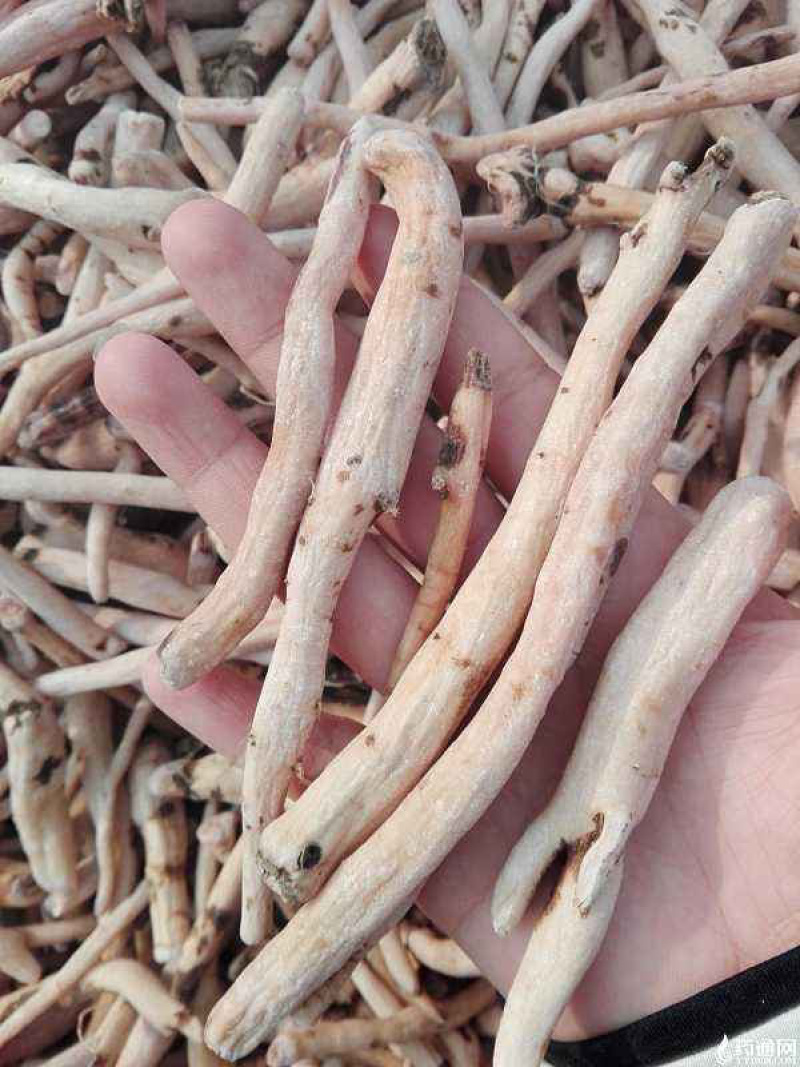 热销过千白勺中药材正品保证生白勺白勺片