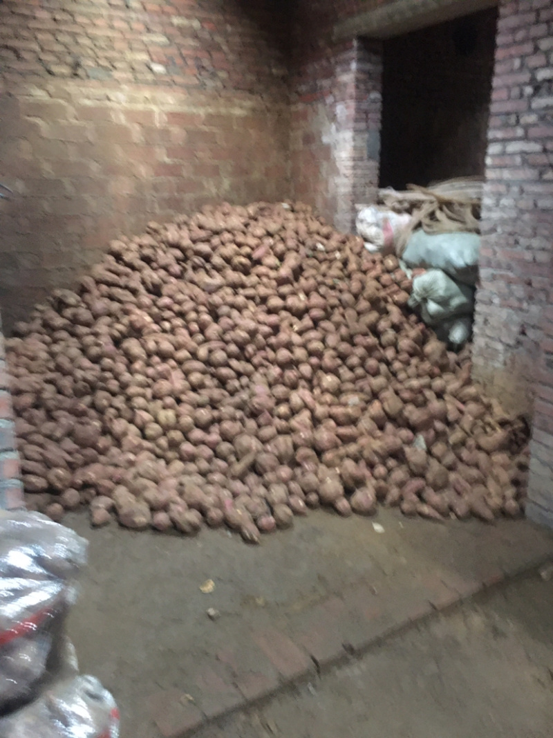 湖北苏州八号红薯大量上市，现挖现发基地直供全国代发欢迎咨询