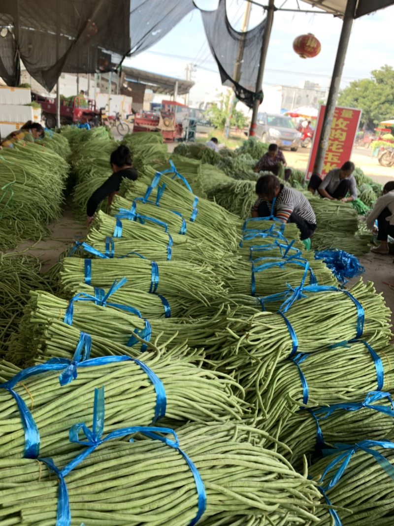 长豆角质量可靠价格不贵