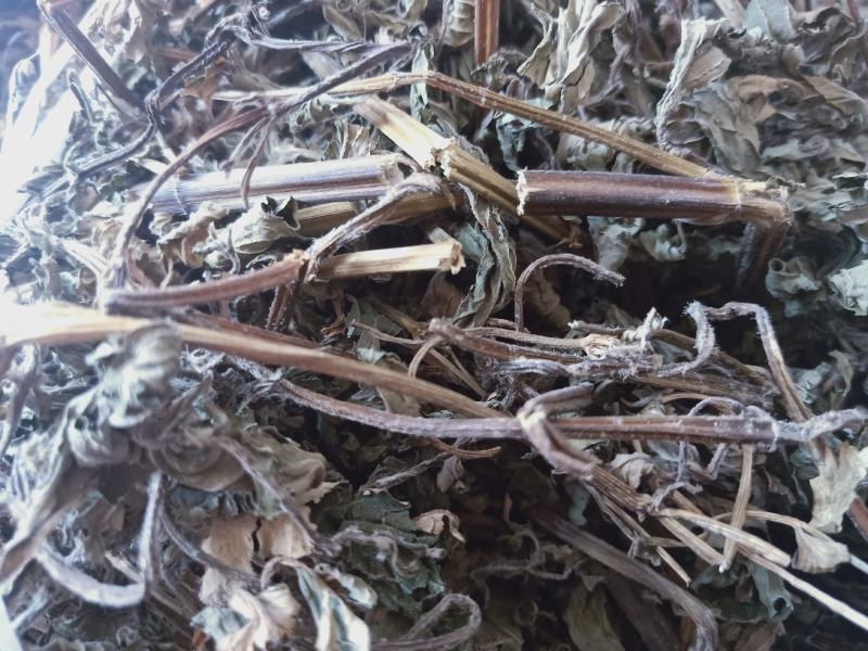 薄荷全干货产地陕西野生