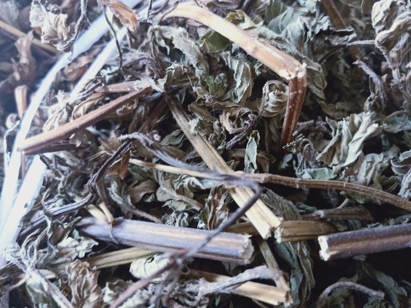 薄荷全干货产地陕西野生