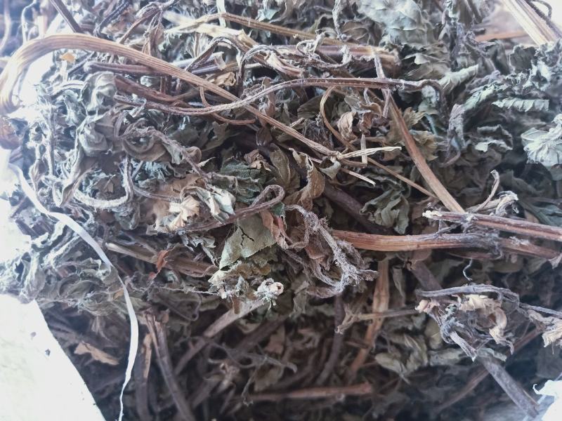 薄荷全干货产地陕西野生