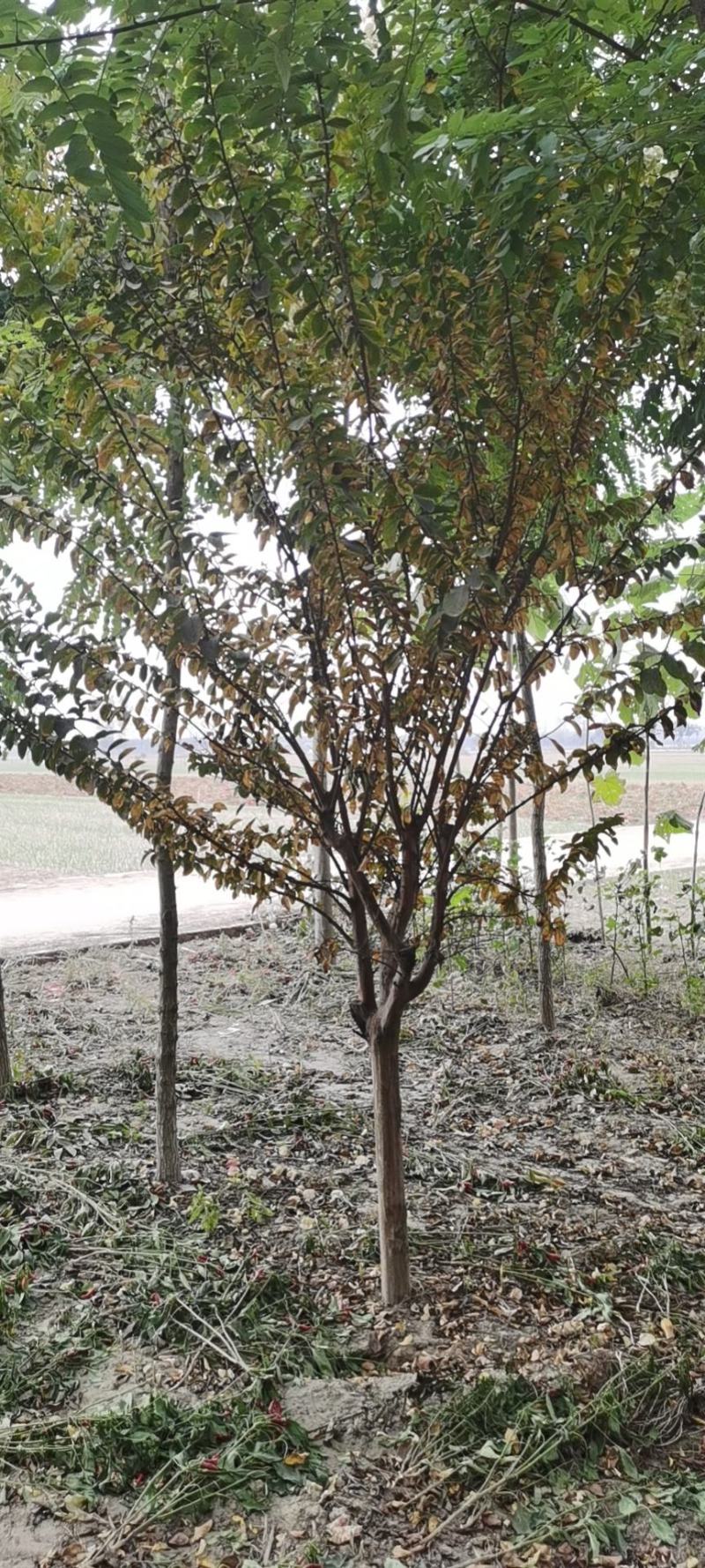 紫薇，各种花色，规格