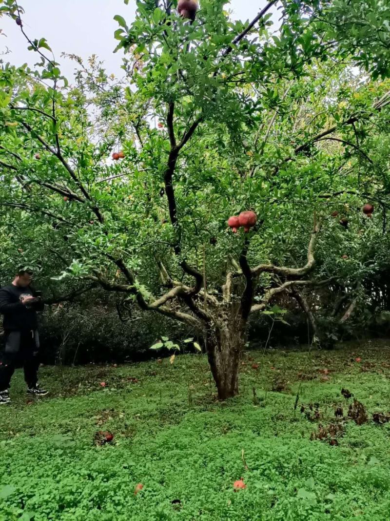 果石榴，花石榴，各种规格