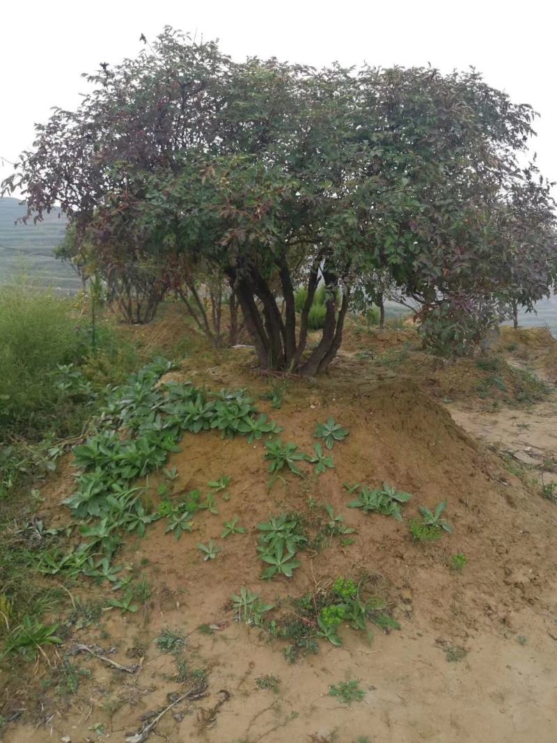 百年紫斑牡丹你值得拥有