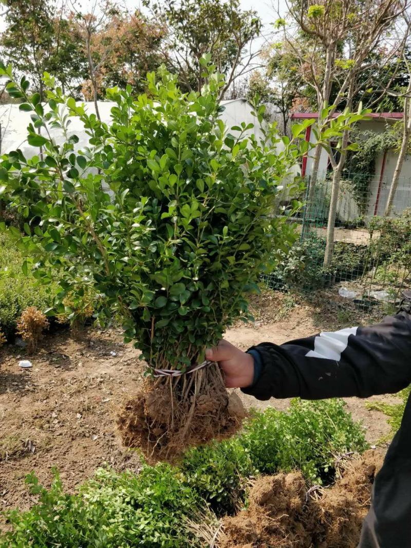 小叶黄杨苗庭院绿化苗瓜子黄杨小苗室内外黄杨盆栽植物