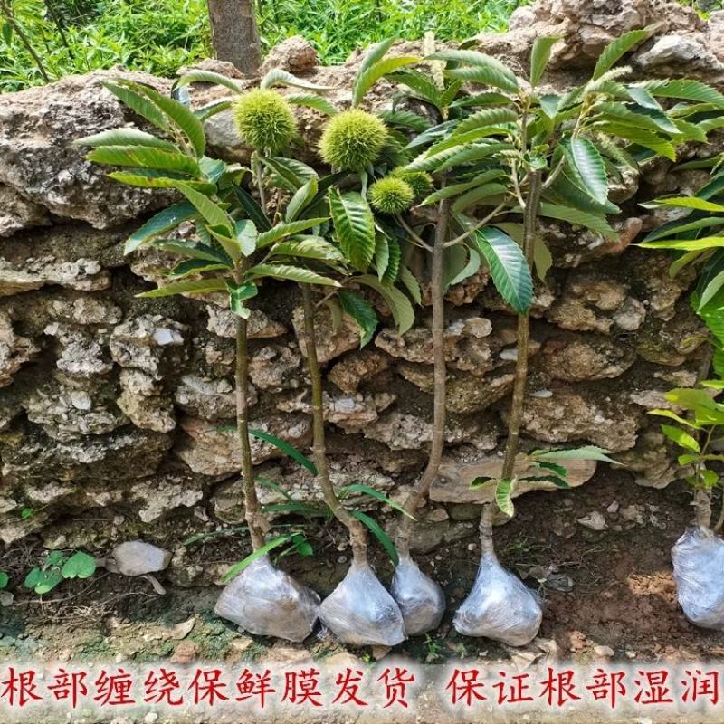 板栗苗红光油栗迁西板栗大红袍珍珠油栗买10赠1