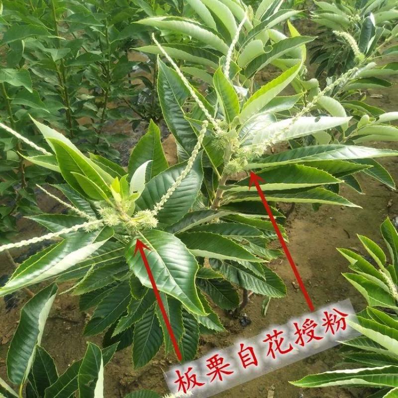 板栗苗红光油栗迁西板栗大红袍珍珠油栗买10赠1