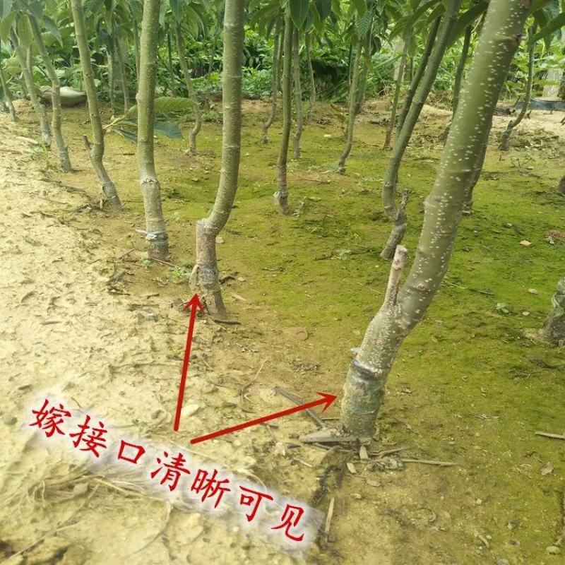 板栗苗红光油栗迁西板栗大红袍珍珠油栗买10赠1