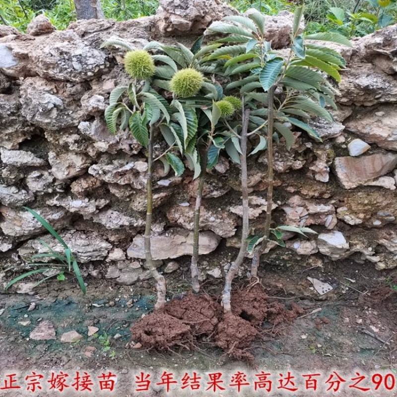 板栗苗红光油栗迁西板栗大红袍珍珠油栗买10赠1