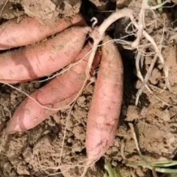西瓜红红薯，烟薯26.大量供应馆陶县，众康果品站