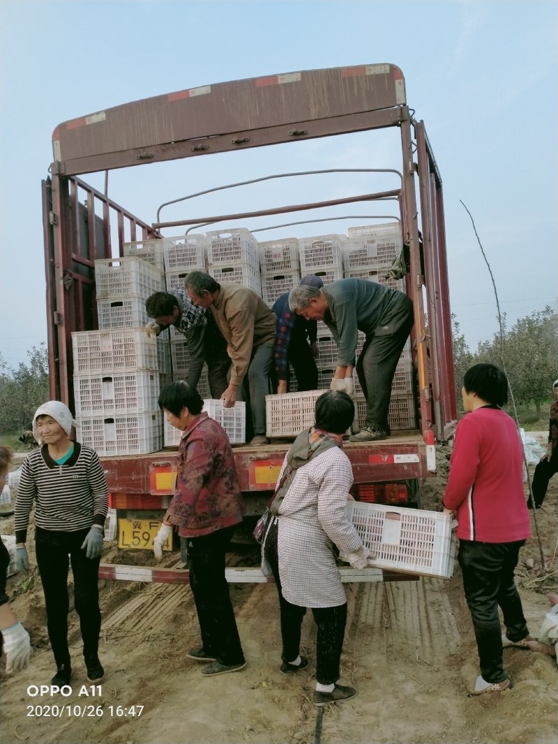 西瓜红红薯，烟薯26.大量供应馆陶县，众康果品站