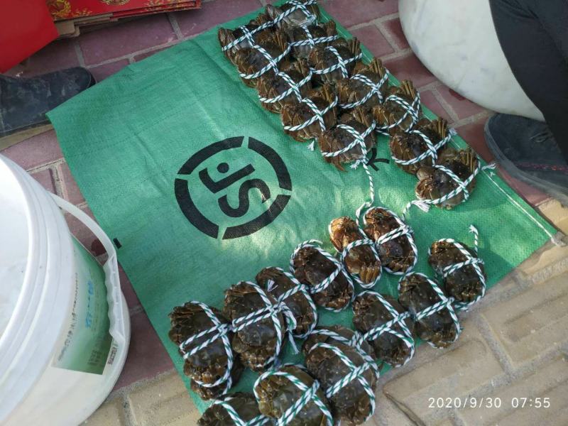 大闸蟹常年批发以及代收