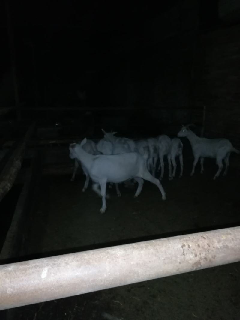 10个月萨能结子羊，萨能母羊，小尾寒羊，需要联系