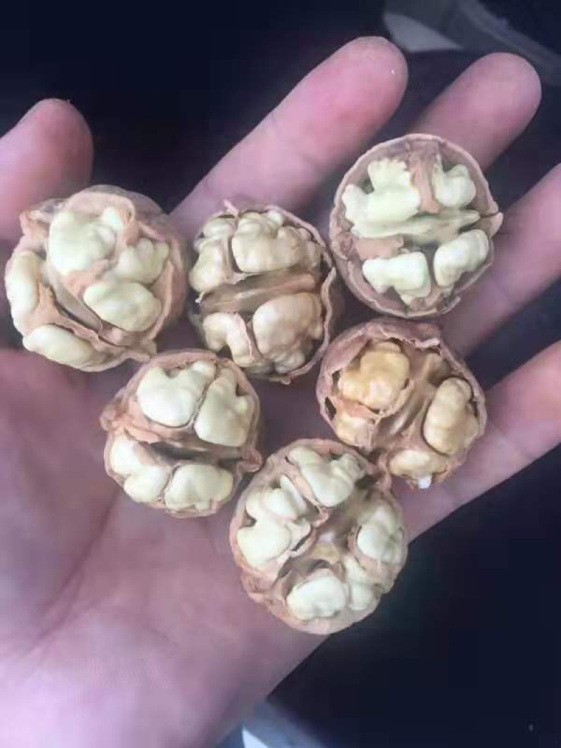 薄皮核桃，产地直销，一手货源，大量现货。