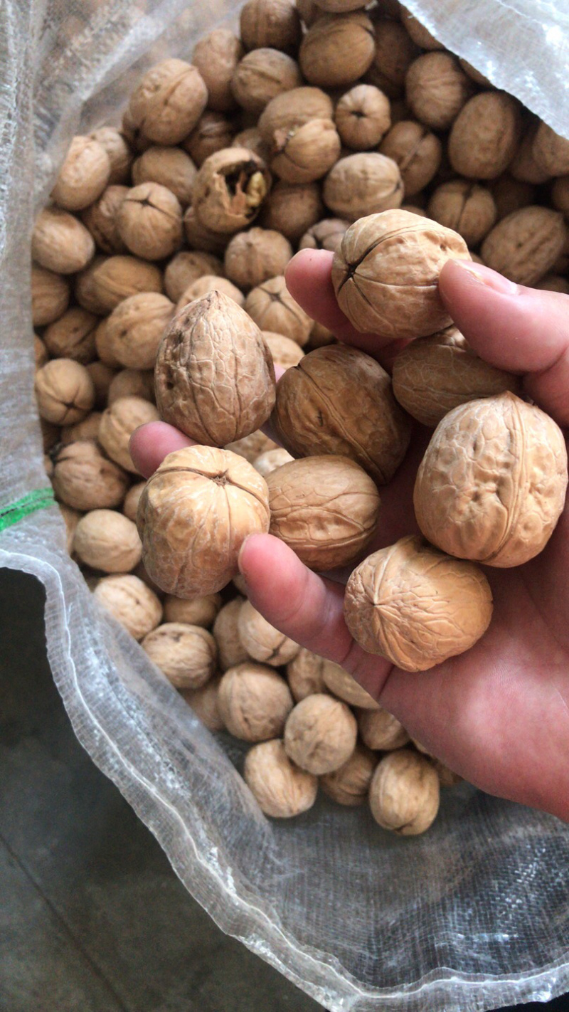 薄皮核桃，产地直销，一手货源，大量现货。
