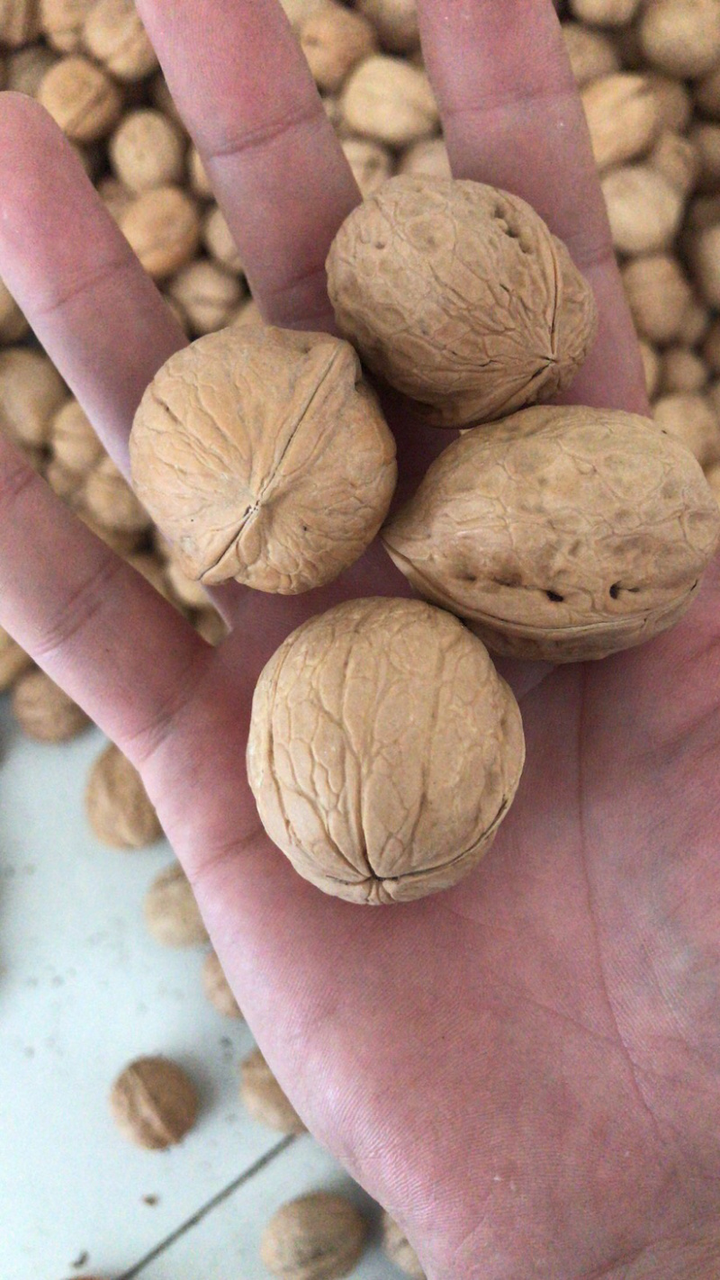 薄皮核桃，产地直销，一手货源，大量现货。