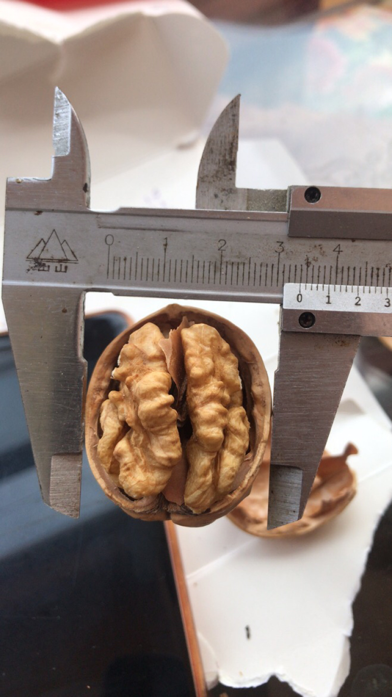 薄皮核桃一手货源质量有保证，大量供应