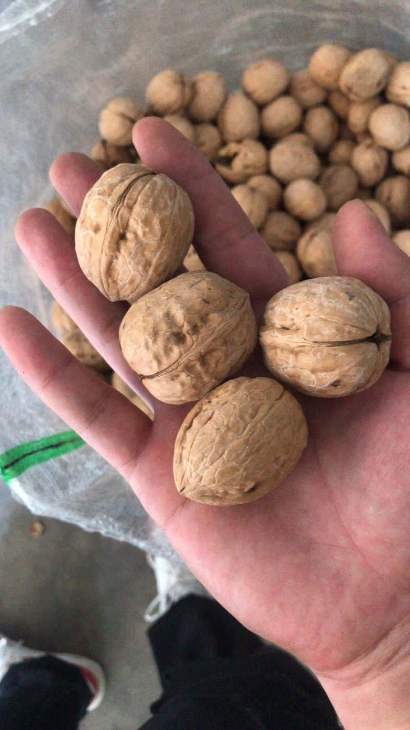 薄皮核桃一手货源质量有保证，大量供应