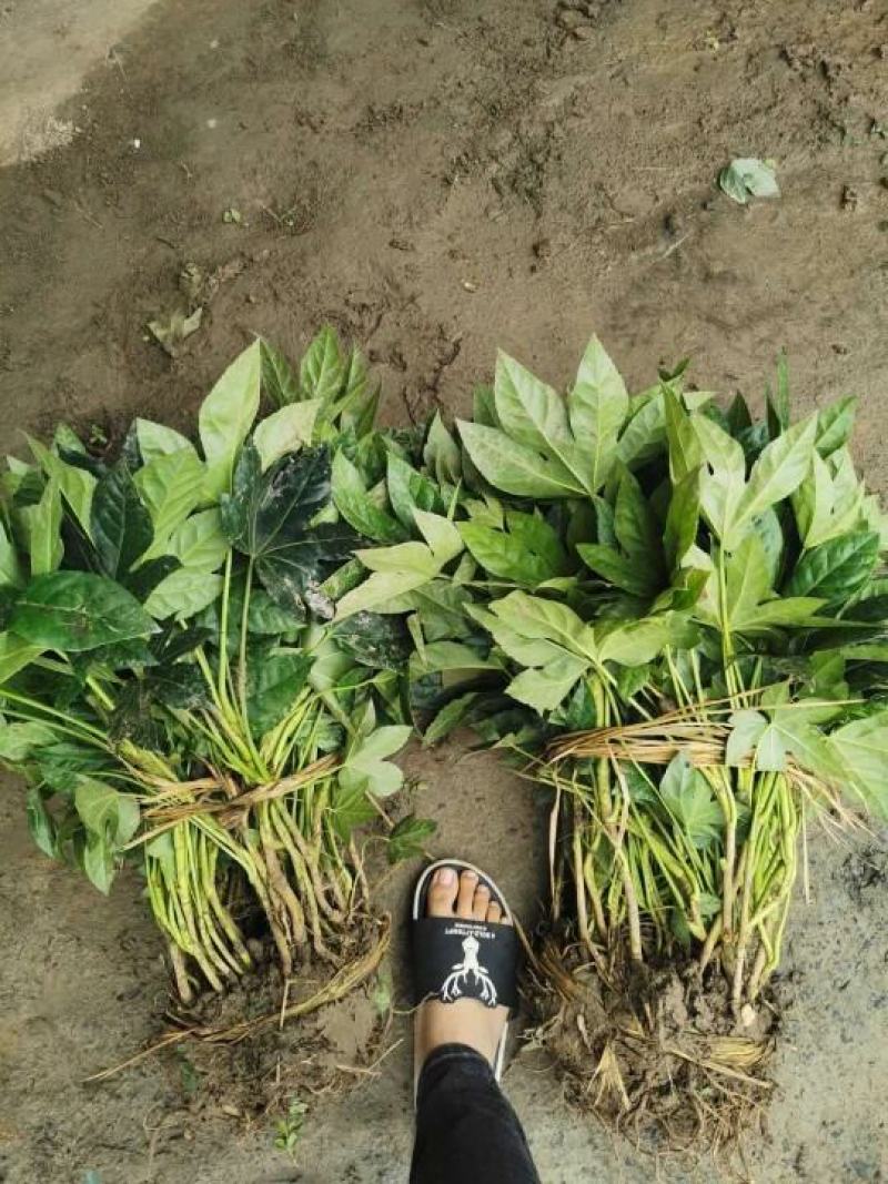 香蒲！农户价（数量足，价格优.质量好）欢迎各位老板采购