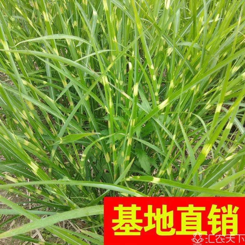斑叶芒！农户价（数量足，价格优.质量好）欢迎各位老板采购