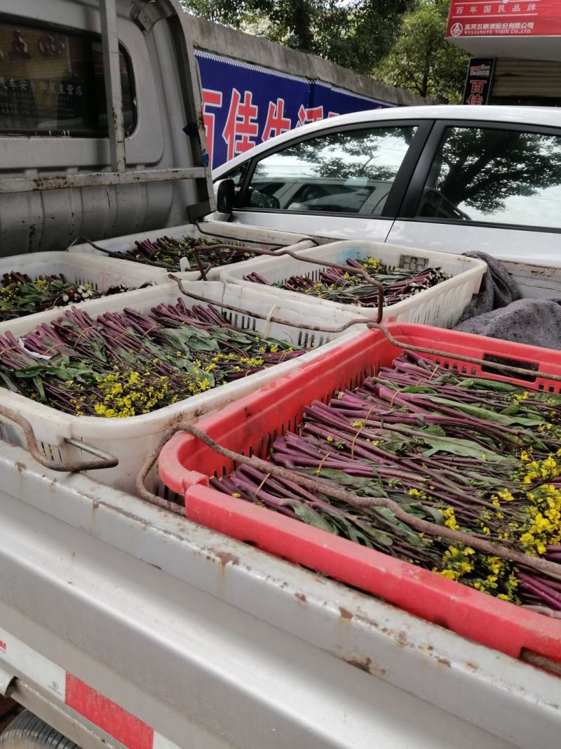 叶菜类安乡红菜苔精品